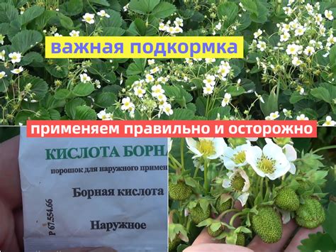 Важные аспекты выбора правильной кислоты