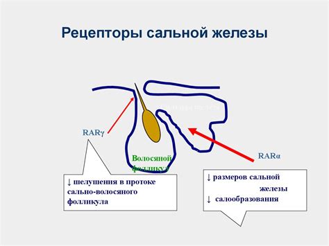 Важные сведения перед удалением сальной железы утки