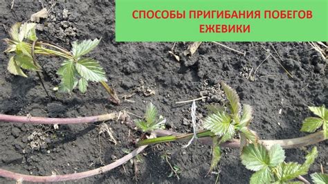 Выбор лучшего способа