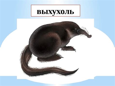 Выхухоль рутениванадиевая