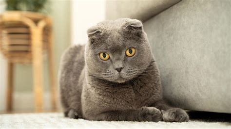 Гвардейская кошка