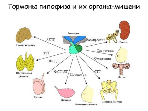 Ксеноэстрогены: влияние цезия и франция на гормональный фон
