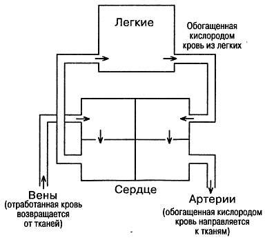 Механизм действия перекиси водорода на процесс окисления металла