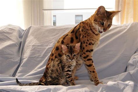 Саванные кошки