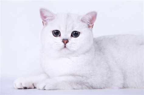 Серебристая кошка