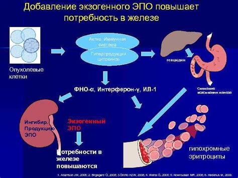 Собаки испытывают потребность в железе