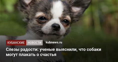Собаки могут иметь заболевание пикирования