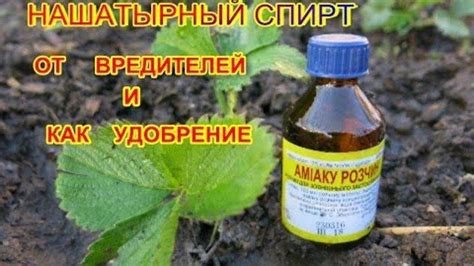 Спирт как эффективное средство