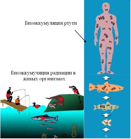 Токсичность и биоаккумуляция