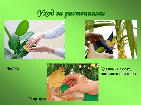 Уход за рисовыми растениями