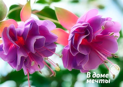 Широкий выбор цветов, эстетический вид