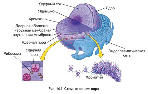 Ядро 1: Название