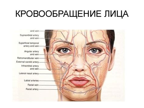 Анатомические особенности лица