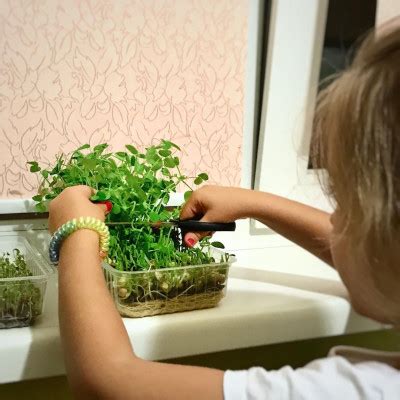 Какие виды можно выращивать
