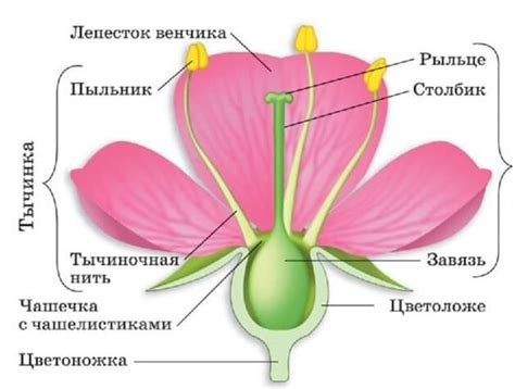 Как распознать надлом стебля у цветка