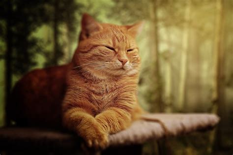 Как следовать кошачьим приметам