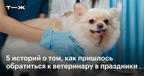 Когда обратиться к ветеринару