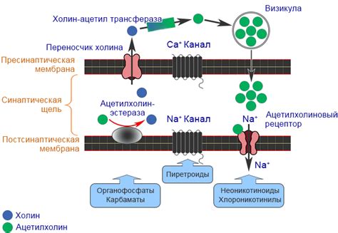 Механизм действия и принципы