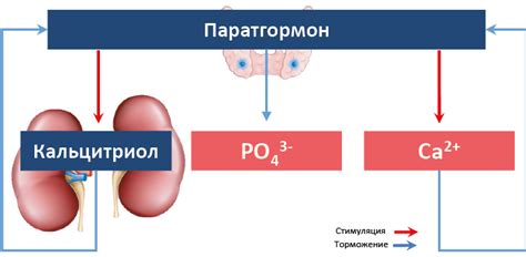 Норма содержания паратгормона в организме