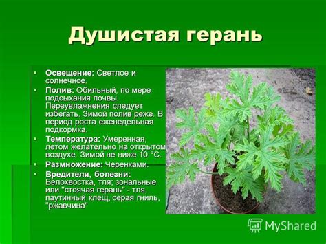 Обильный полив и умеренное освещение