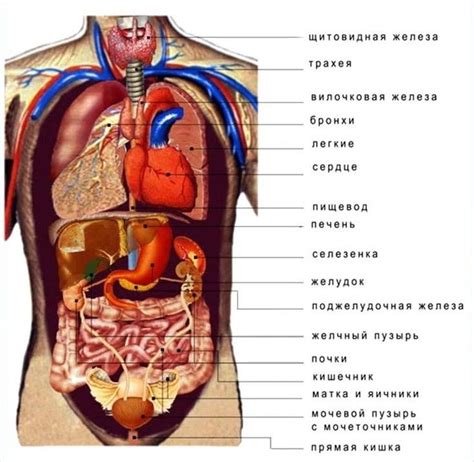 Области и органы