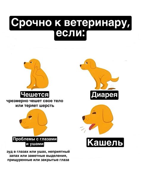 Обратитесь к ветеринару