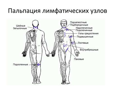 Осмотр и оценка состояния лапки