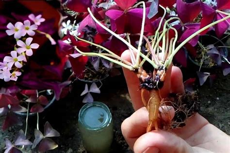 Пересадка кислицы: подготовка к процедуре