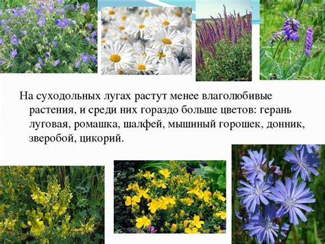 Полевые и луговые участки