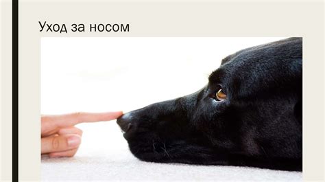 Правильный уход за носом собаки: основные моменты