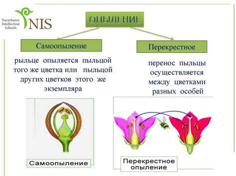 Причины и последствия надлома стебля у цветка