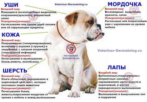 Причины охриплости у собаки