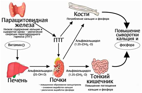 Регуляция уровня паратгормона