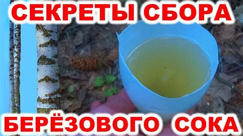 Способы очистки мутного березового сока