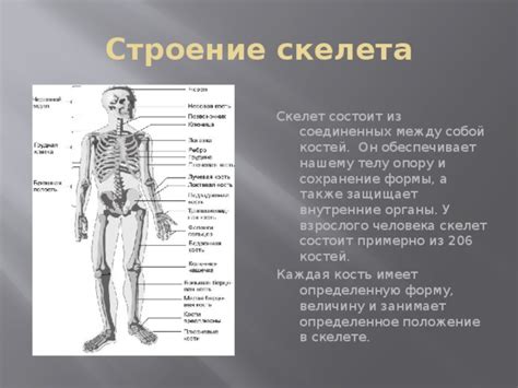 Структура скелета и мышц