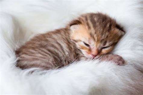 Толкование сновидений: сон, кошка рожает