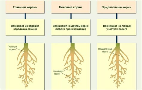 Взаимовлияние корневой системы