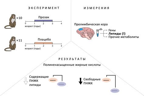 Влияние чаги на уровень липидов в организме