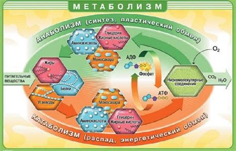 Воздействие Чаги на клеточный обмен веществ
