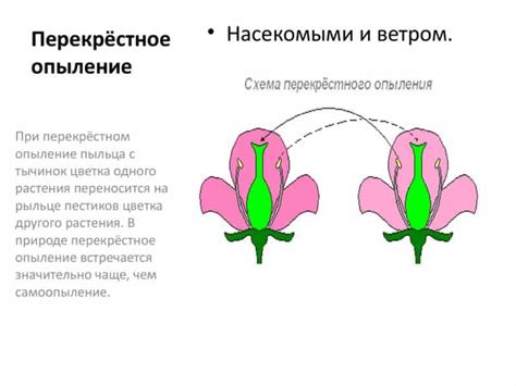 Выбор и совместимость сортов