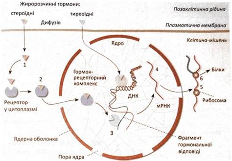 Генетический аспект и влияние гормонов