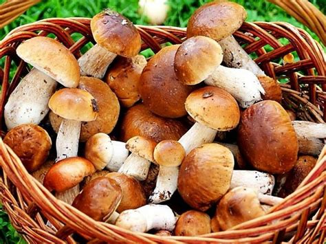 Длительность хранения замороженных грибов