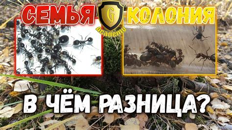 Дрозд и муравьиная колония
