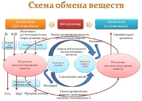 Как красный лук влияет на метаболизм
