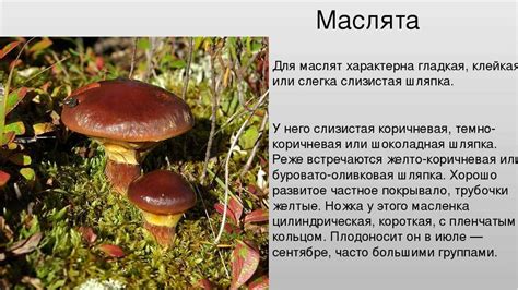Мифы и реальность: что следует знать о чудо-грибе из тайги
