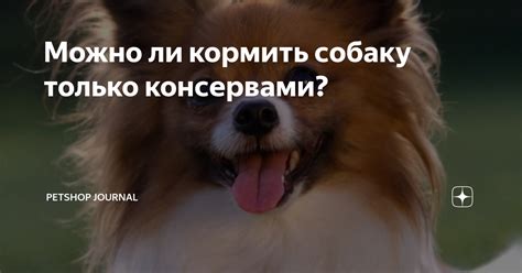 Можно ли кормить охотничью собаку сухим кормом