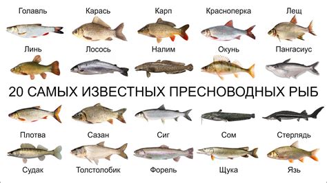 Описание и характеристики рыбы снежной