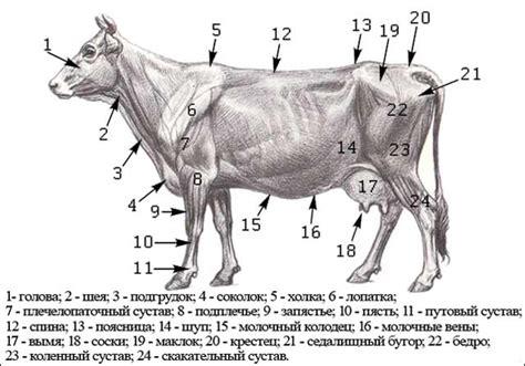 Особенности анатомии задних ног у коровы