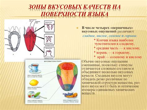 Оценка вкусовых качеств сала
