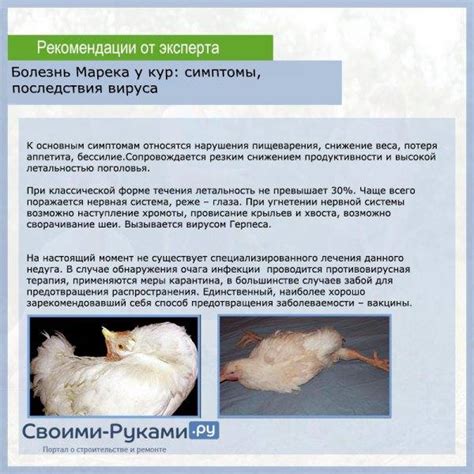 Передача оспы от кур к человеку